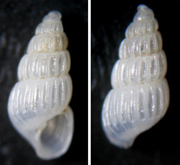 Conferma Chrysallida intermixta